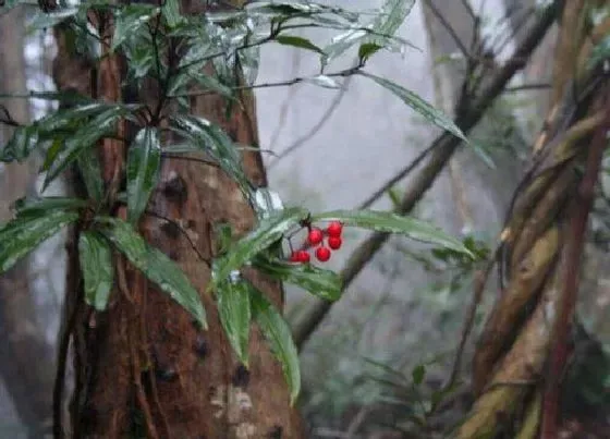 植物播种|红豆什么时候播种合适