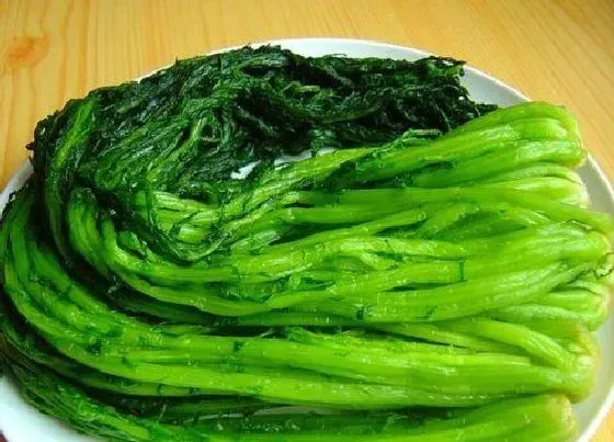 植物产地|雪里红产地在哪里