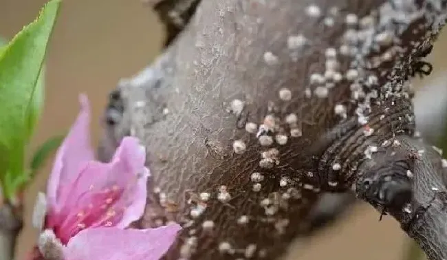 植物虫害|桃树上的蚧壳虫怎样彻底消灭（白介壳虫打什么农药根除）