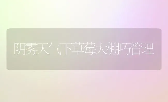 阴雾天气下草莓大棚巧管理 | 瓜果种植