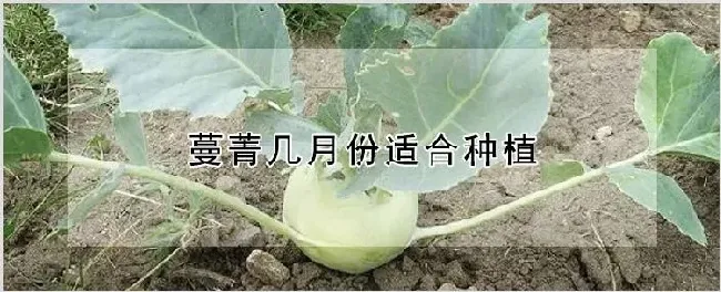 蔓菁几月份适合种植 | 种植资料