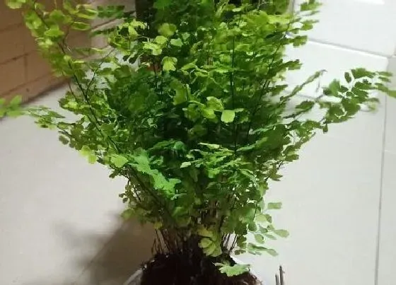 植物繁殖|狼尾蕨怎么繁殖方法和注意事项