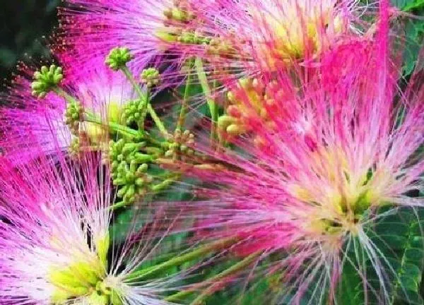 植物扦插|合欢花几月份扦插最好