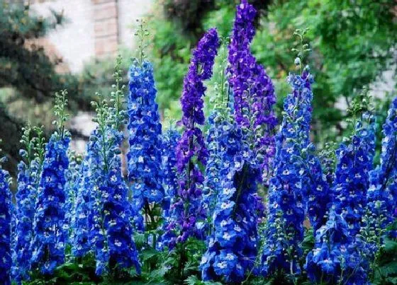 花期|大花飞燕草花期是什么时候