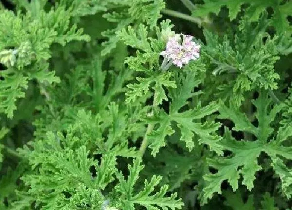 养殖科普|驱蚊草喜阴还是喜阳光的植物