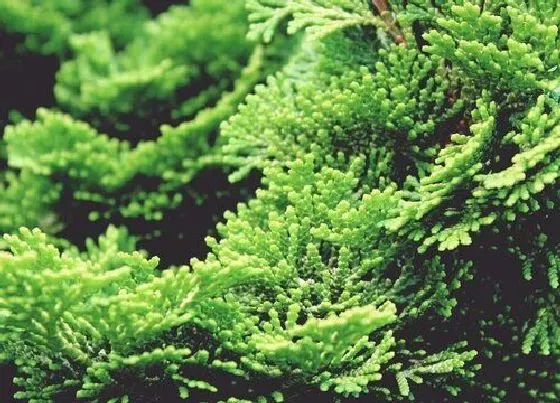 掉叶子|柏树掉叶子怎么办