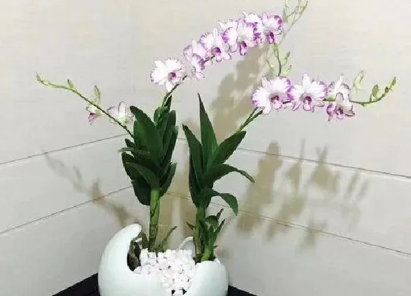 植物浇水|石斛兰浇水的正确方法