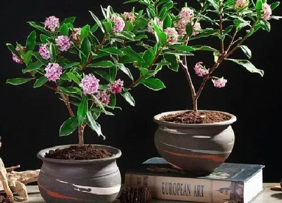 开花时间|金边瑞香一年开几次花