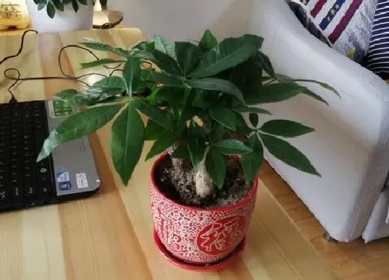 植物排行|风水植物有哪些