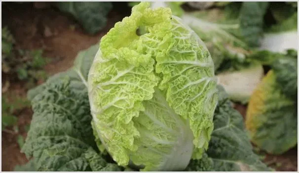 白菜冻害防治及技巧 | 耕种资料