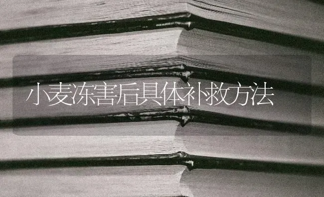 小麦冻害后具体补救方法 | 粮油作物种植