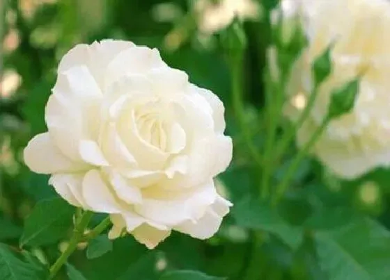 花语|代表唯一的花是什么花 什么花代表唯一的爱