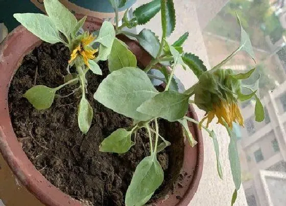 植物育苗|向日葵种子怎么发芽 发芽过程及栽种过程记录