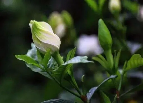 植物浇水|栀子花可以浇淘米水吗