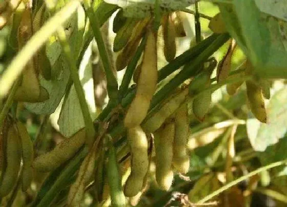 植物百科|大豆是几年生植物