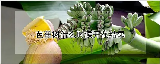 芭蕉树什么时候开花结果 | 种植资料