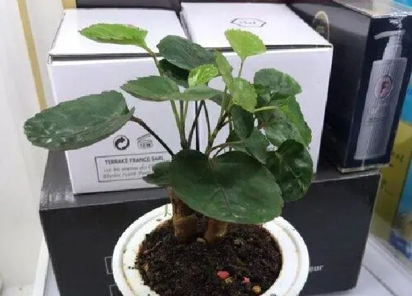 植物浇水|金钱兜浇水的正确方法