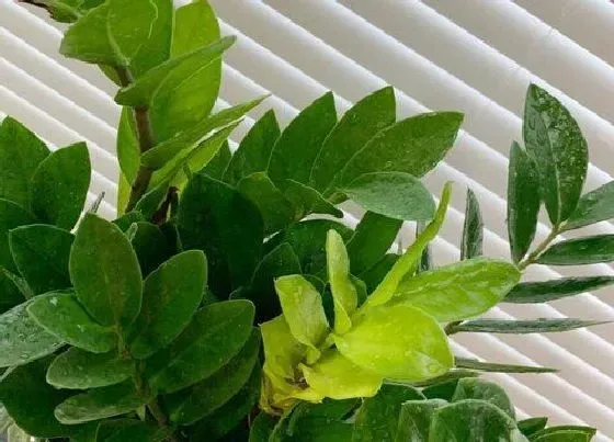 植物排行|风水植物有哪些