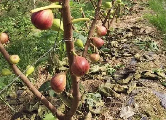 植物繁殖|无花果怎么繁殖方法和注意事项