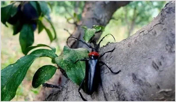 黑天牛吃什么？黑天牛的为害症状及防治方法 | 种植病虫害