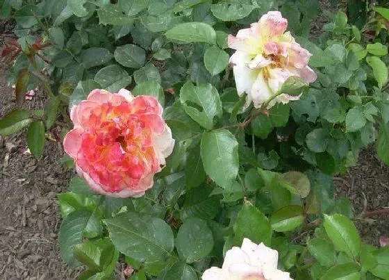 植物排行|月季哪个品种好