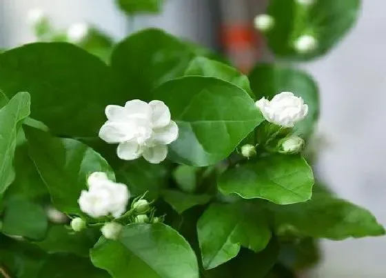 花语|代表唯一的花是什么花 什么花代表唯一的爱