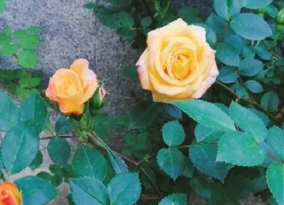 开花时间|藤彩虹四季开花吗
