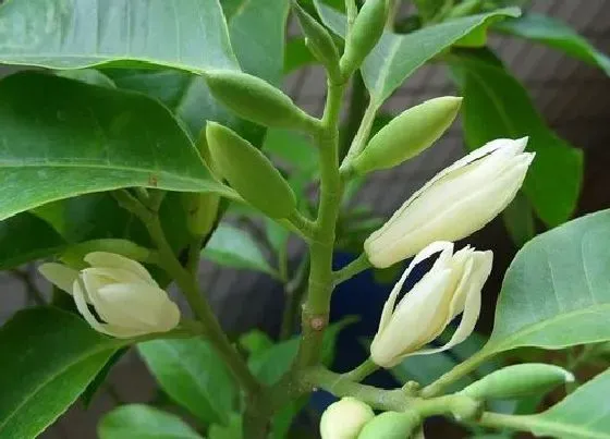 植物香味|白玉兰有香味吗