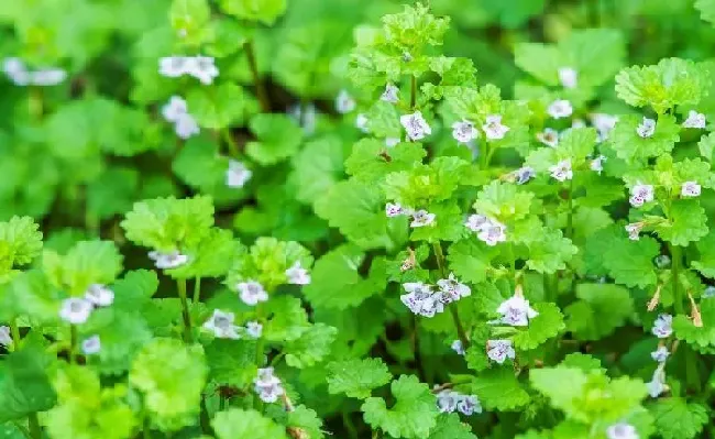 植物百科|连钱草和金钱草的区别