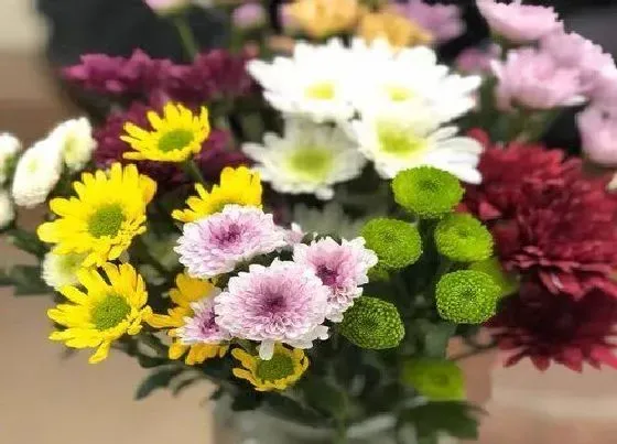 开花时间|小雏菊一年开几次花