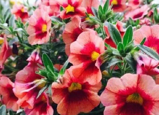 花期|百万小玲花期是什么时候