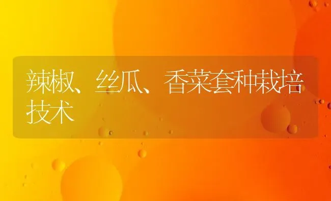 辣椒、丝瓜、香菜套种栽培技术 | 蔬菜种植