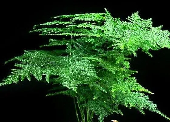 冬天植物|文竹耐冻吗 文竹冬天最低温度是多少能过冬