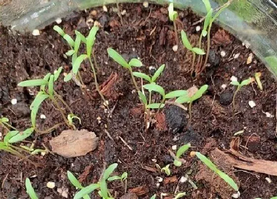 植物播种|角堇什么时候播种最合适