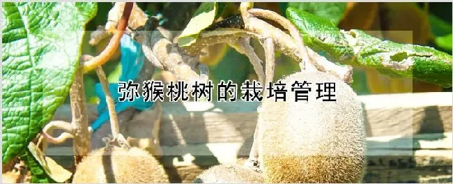 弥猴桃树的栽培管理 | 种植资料