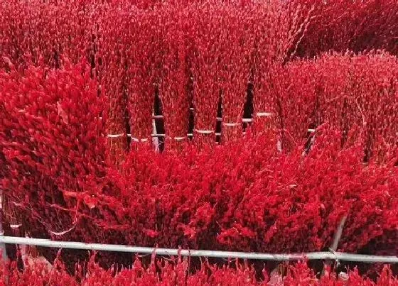 植物产地|银柳生产地在哪里