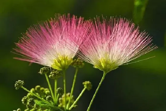 开花时间|合欢花几月份开花 一年开几次花