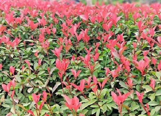 种植土壤|红叶石楠适合什么土种植