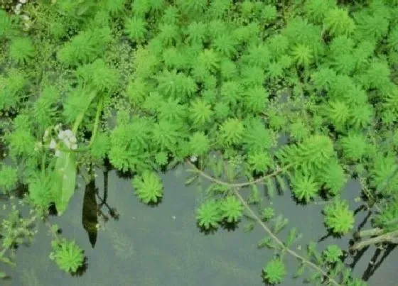 植物排行|沉水植物有哪些品种