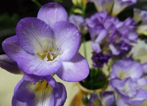 养殖科普|雪兰花开花后怎么处理 花谢后怎么养球