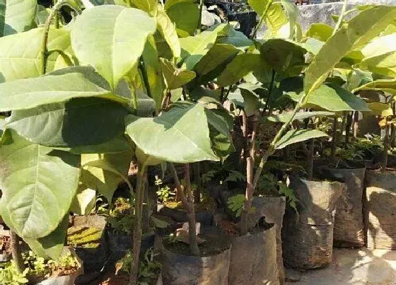 植物施肥|菠萝蜜树施什么肥最好