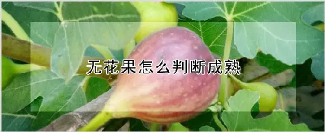 无花果怎么判断成熟 | 养殖技术