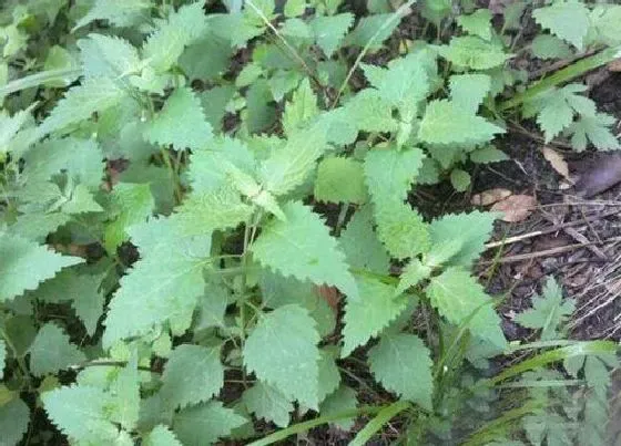 植物百科|冬冬草是什么草