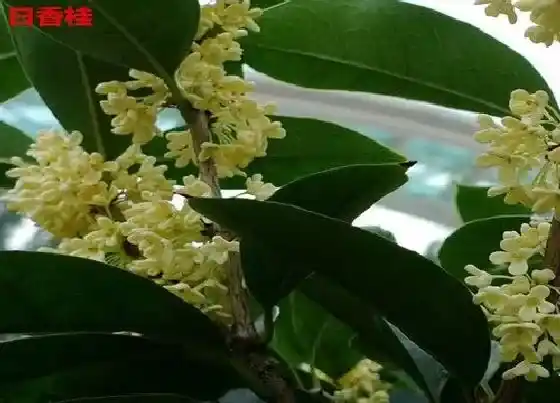 种植百科|自家楼顶可以种桂花树吗