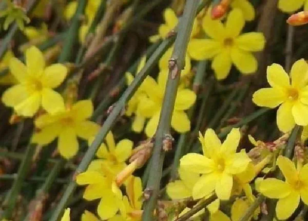 植物浇水|迎春花怎么浇水方法