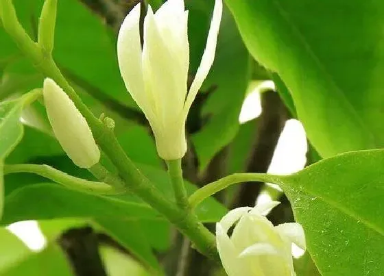 生长环境|白兰花开花温度多少度