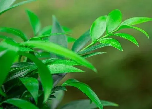 养殖方法|水培竹柏的养殖方法和注意事项