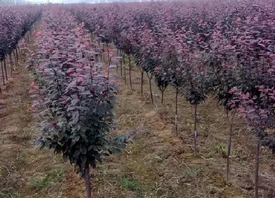 花期|紫叶李花期是什么时候