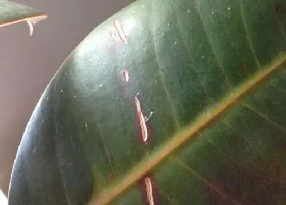 植物病害|橡皮树炭疽病发病原因及用药治疗