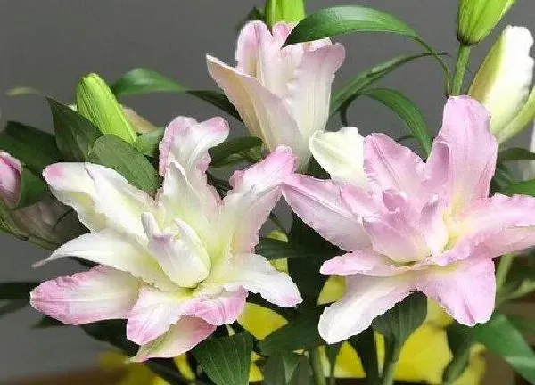 养殖科普|百合花怕晒太阳吗